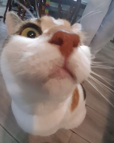 Cute Calico maincoon named Callie
