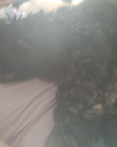 Cute cocker spaniel named hank