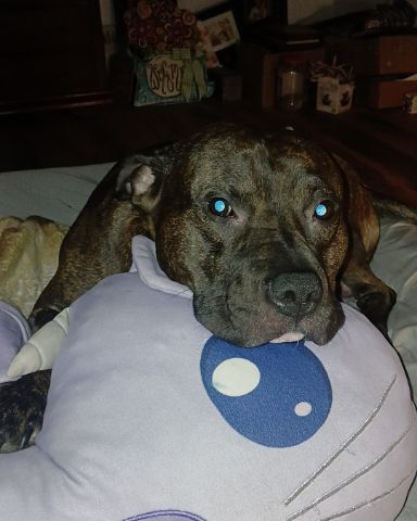 Cute Pit Bull named Duke