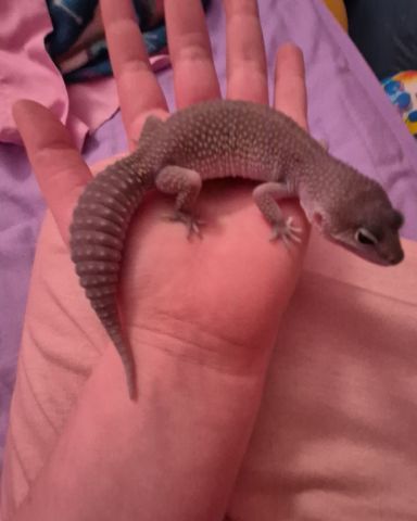 Cute blizzard lepord gecko named crystal