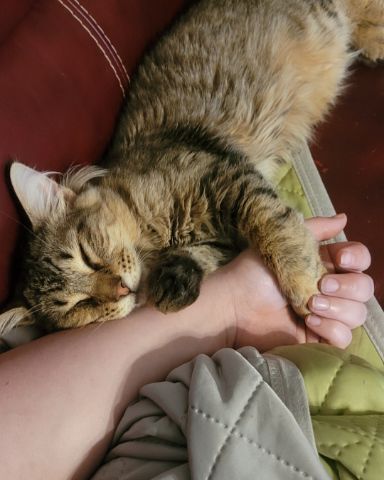 Cute tabby named Derek