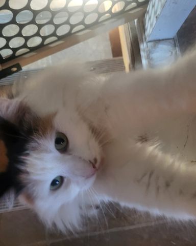 Cute cat named daisy