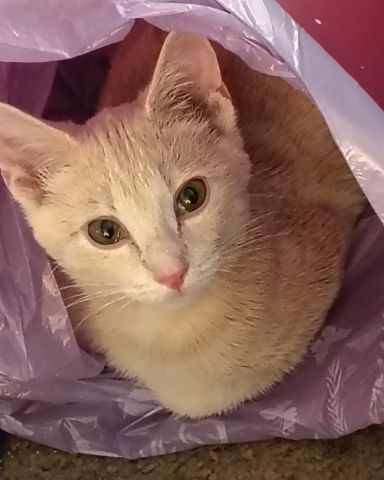 Cute orange kitty named Aphrodite