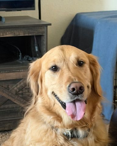 Cute dog named Jeffery