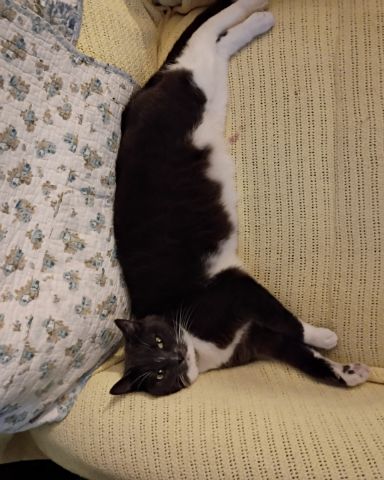 Cute Grey Tuxedo named Petunia
