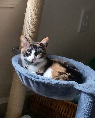 Cute domestic short hair named Ivy