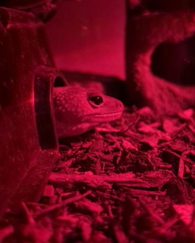 Cute blizzard lepord gecko named crystal