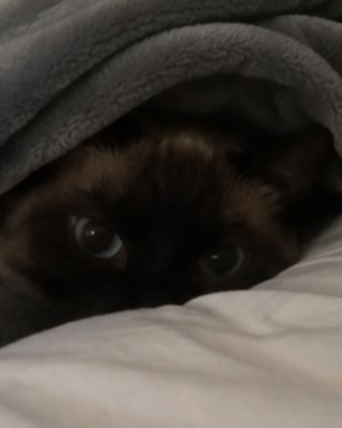Cute Siamese named Luna🌙💫 (twin of Stella)