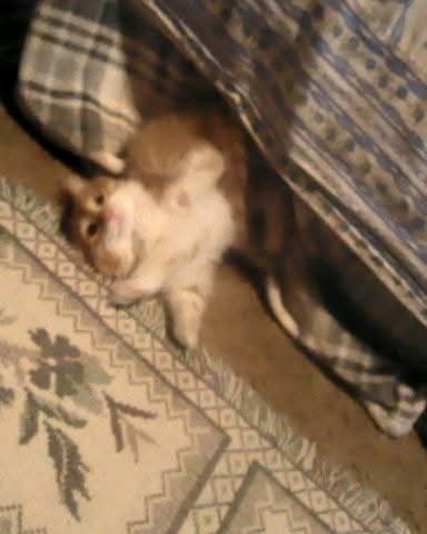 Cute cat named Lucky