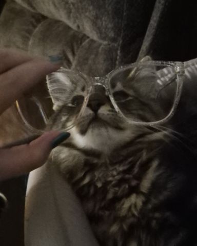 Cute Domestic longhair named Noodle