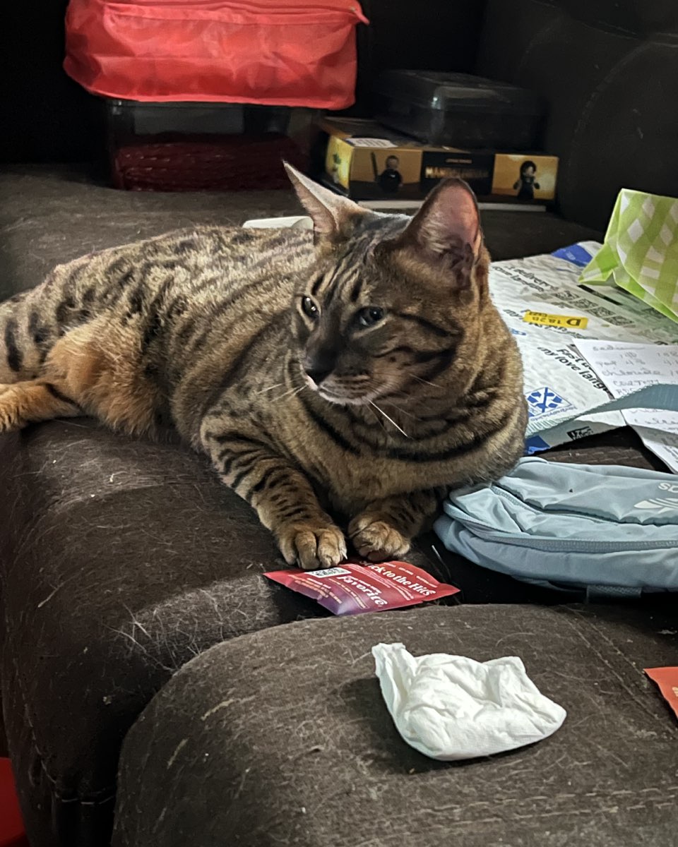 Cute Savannah named Bristol
