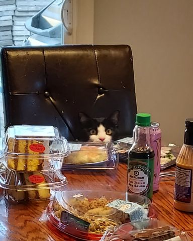 Cute cat named Salem