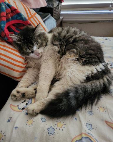 Cute tabby named Farley Fart