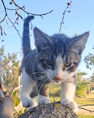 Cute cat named Sol