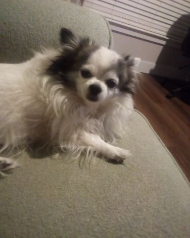 Cute Long Hair Chihuahua named Patches