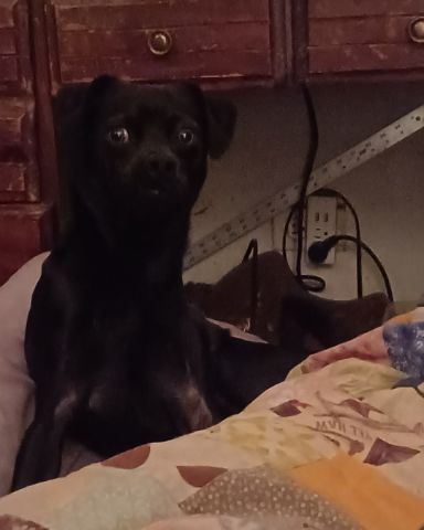 Cute dog named aveil and Neriah