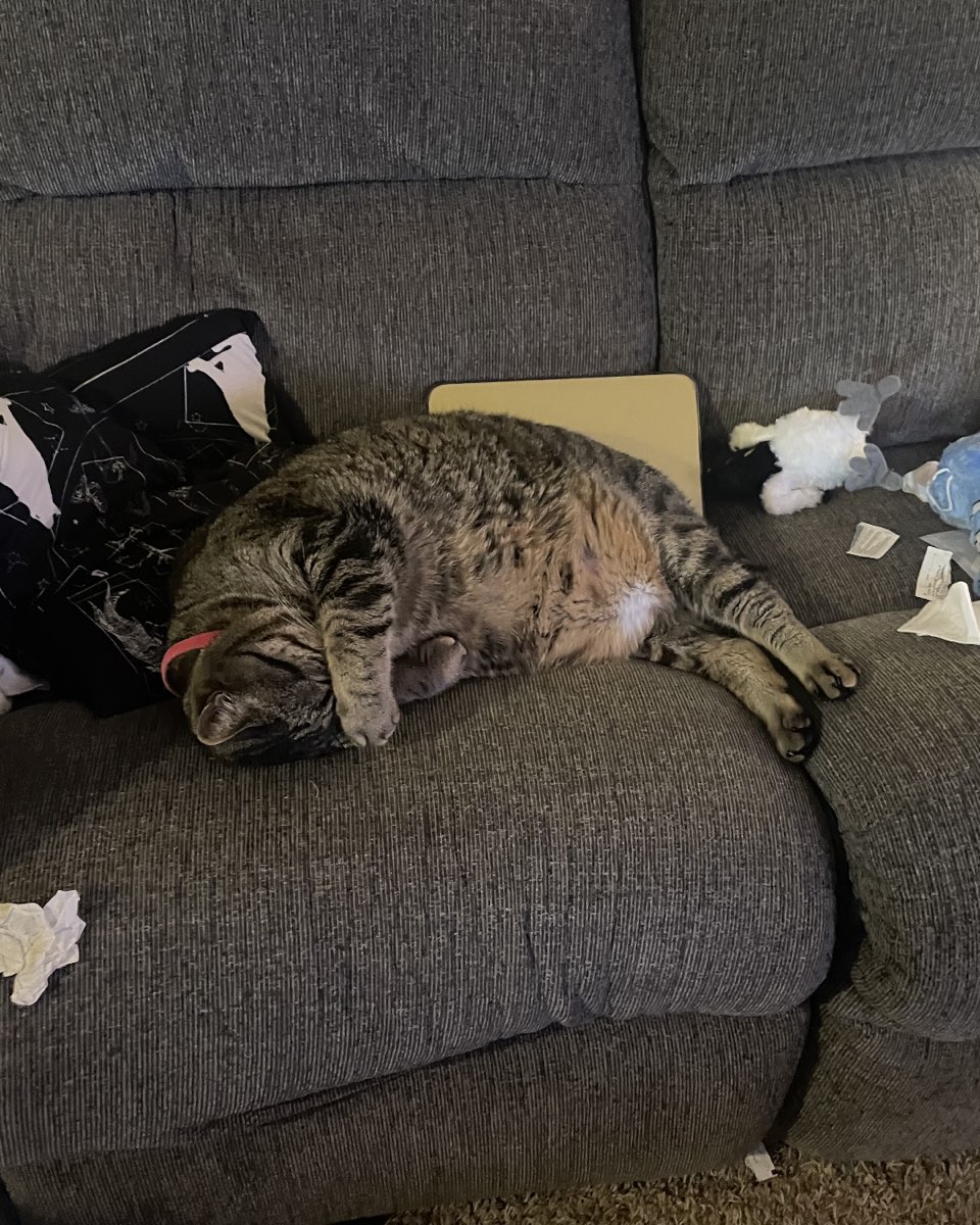 Cute cat named ReyRey