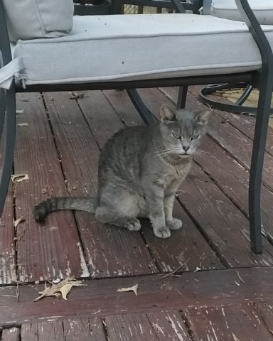 Cute domestic short haired cat named bluey