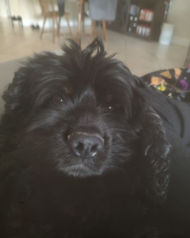 Cute cocker spaniel named hank