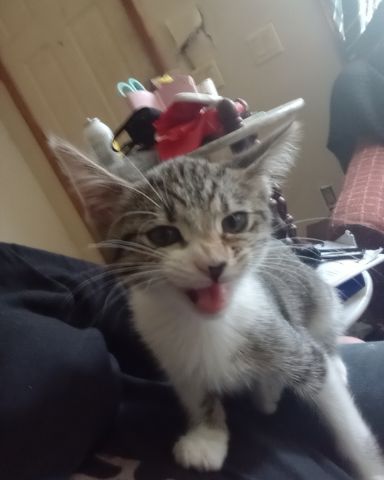 Cute cat named Athena