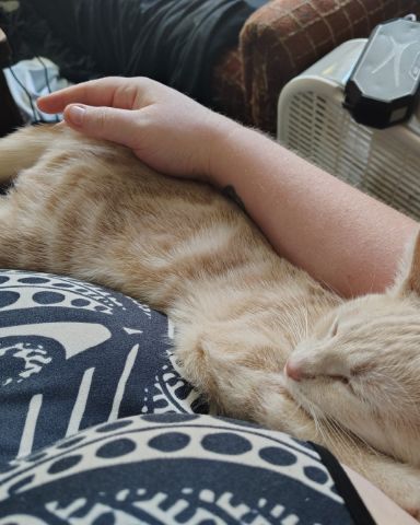 Cute orange kitty named Aphrodite