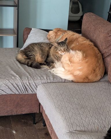 Cute other named Schmidt (cat) and Winnie (dog)