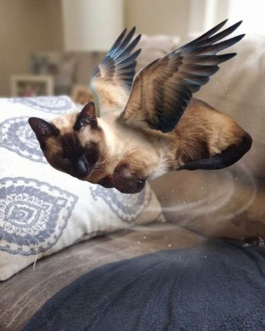 Cute Siamese named Luna🌙💫 (twin of Stella)
