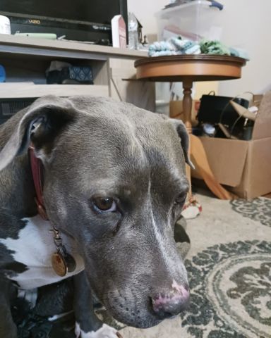 Cute American pitbul named jayda