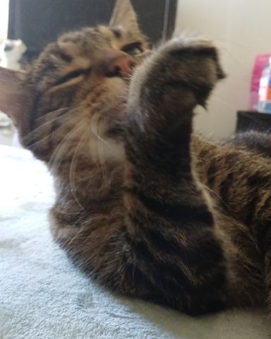 Cute cat named Micho