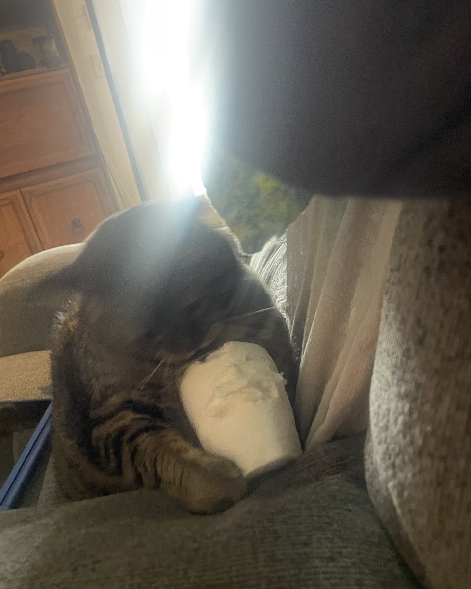Cute cat named ReyRey