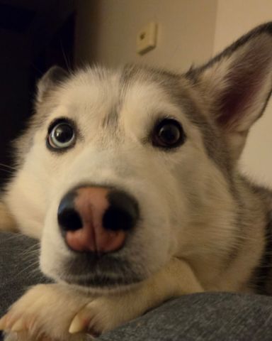 Cute husky named Athena
