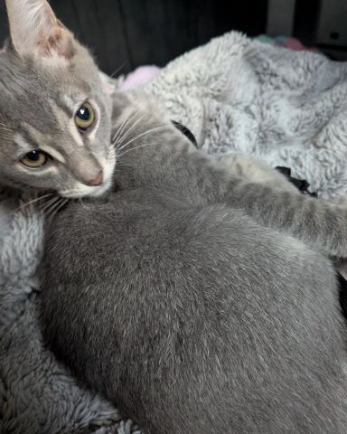 Cute American shorthair named Egypt