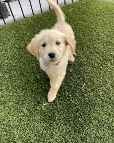 Cute dog named Jeffery