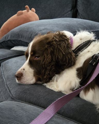 Cute English Springer Spaniel named Sparky