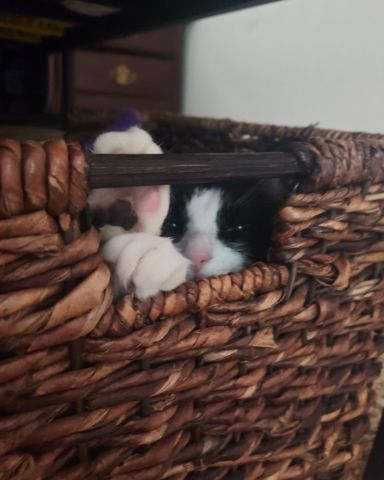 Cute cat named Nico di Angelo