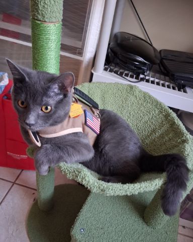 Cute Russian blue named Biscuits