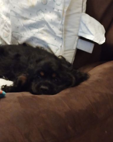 Cute cocker spaniel named hank