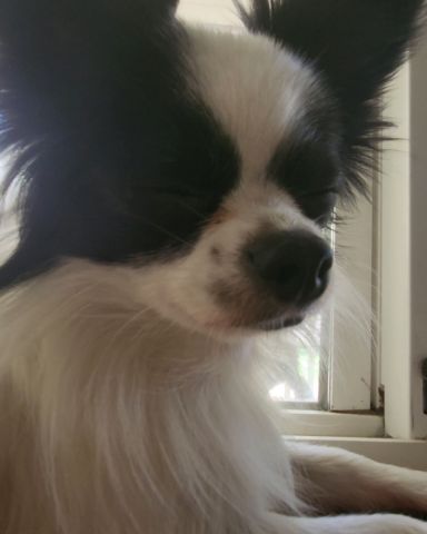 Cute Long haired Chihuahua named Danny
