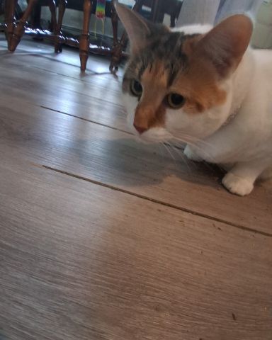 Cute Calico maincoon named Callie