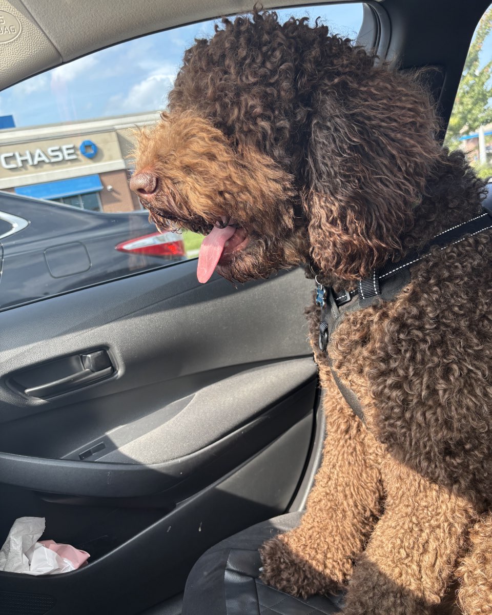 Cute Goldendoodle named Jasper