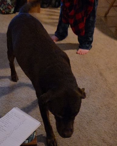 Cute chocolate lab named Roscoe
