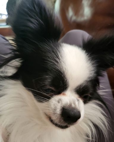 Cute Long haired Chihuahua named Danny