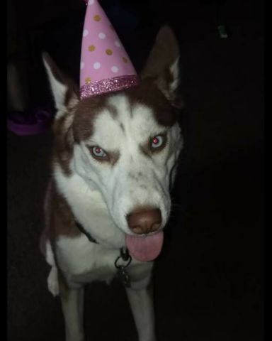 Cute Siberian Husky named Hela Bella