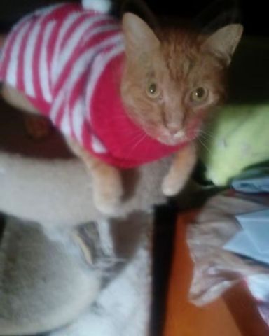 Cute tabby named Tiger