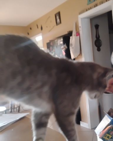 Cute cat named Bell
