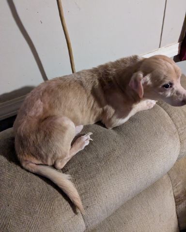 Cute dog named Sammy