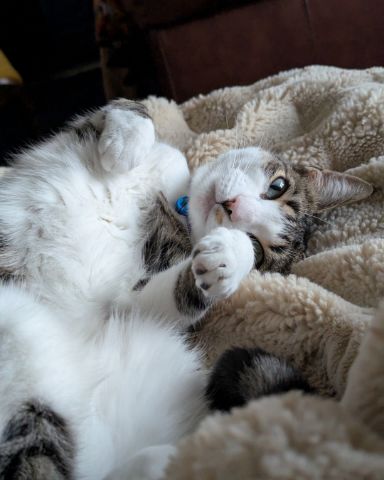Cute Piebald Shorthair named Kima