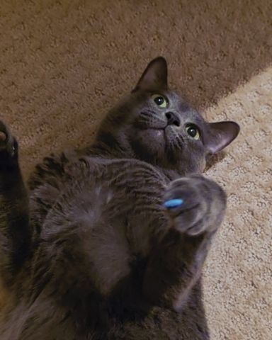 Cute Korat named Cotton