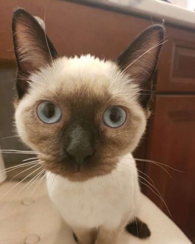 Cute Siamese named Luna🌙💫 (twin of Stella)