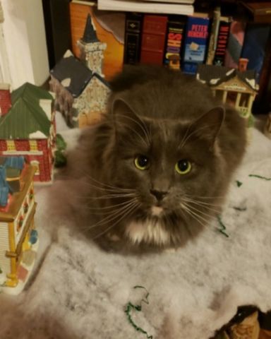 Cute Domestic Longhair named Quinn